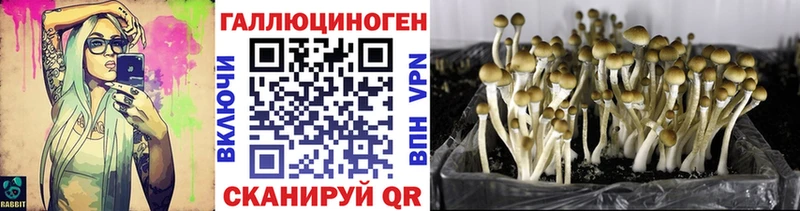 Псилоцибиновые грибы Psilocybine cubensis  купить наркоту  hydra как зайти  Талдом 